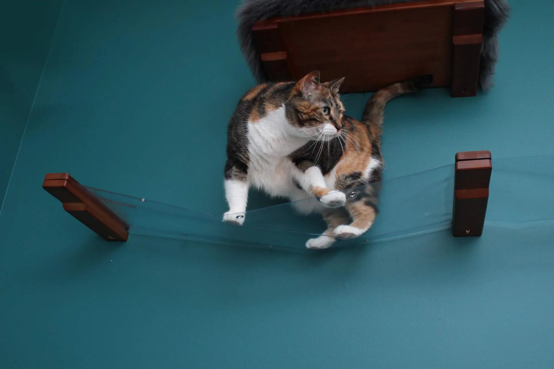 Invisible Cat Wall Hammock